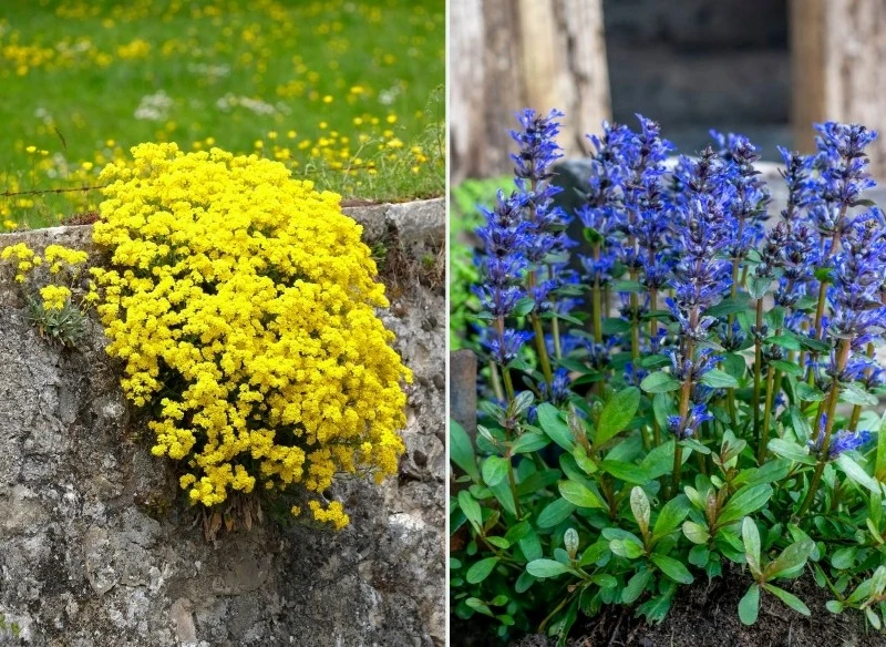 Jakie rośliny okrywowe posadzić w słońcu