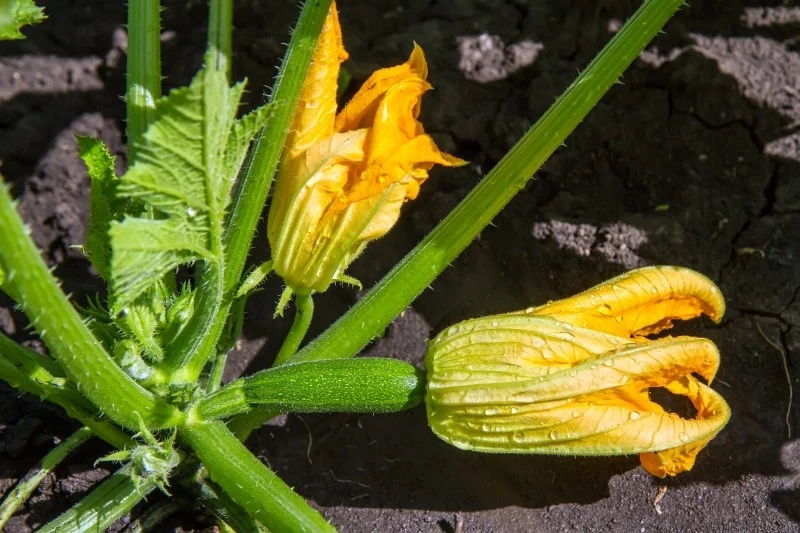 Owoce cukinii wyrastają tylko z kwiatów żeńskich
