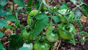 Sprawdź, czym pryskać chore pomidory i ogórki, by ocalić zbiory.
