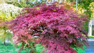 Uprawa klonu palmowego nie należy do najprostszych. Stosowanie kilku ważnych zasad sprawi, że będzie ozdobą każdego ogordu.