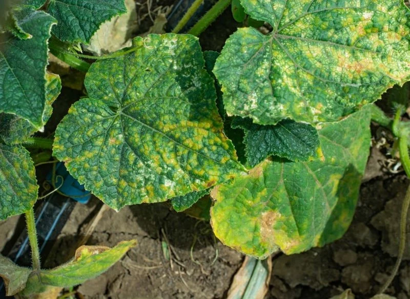 Mączniaka rzekomego dyniowatych rozpoznamy po zmianach na liściach ogórków