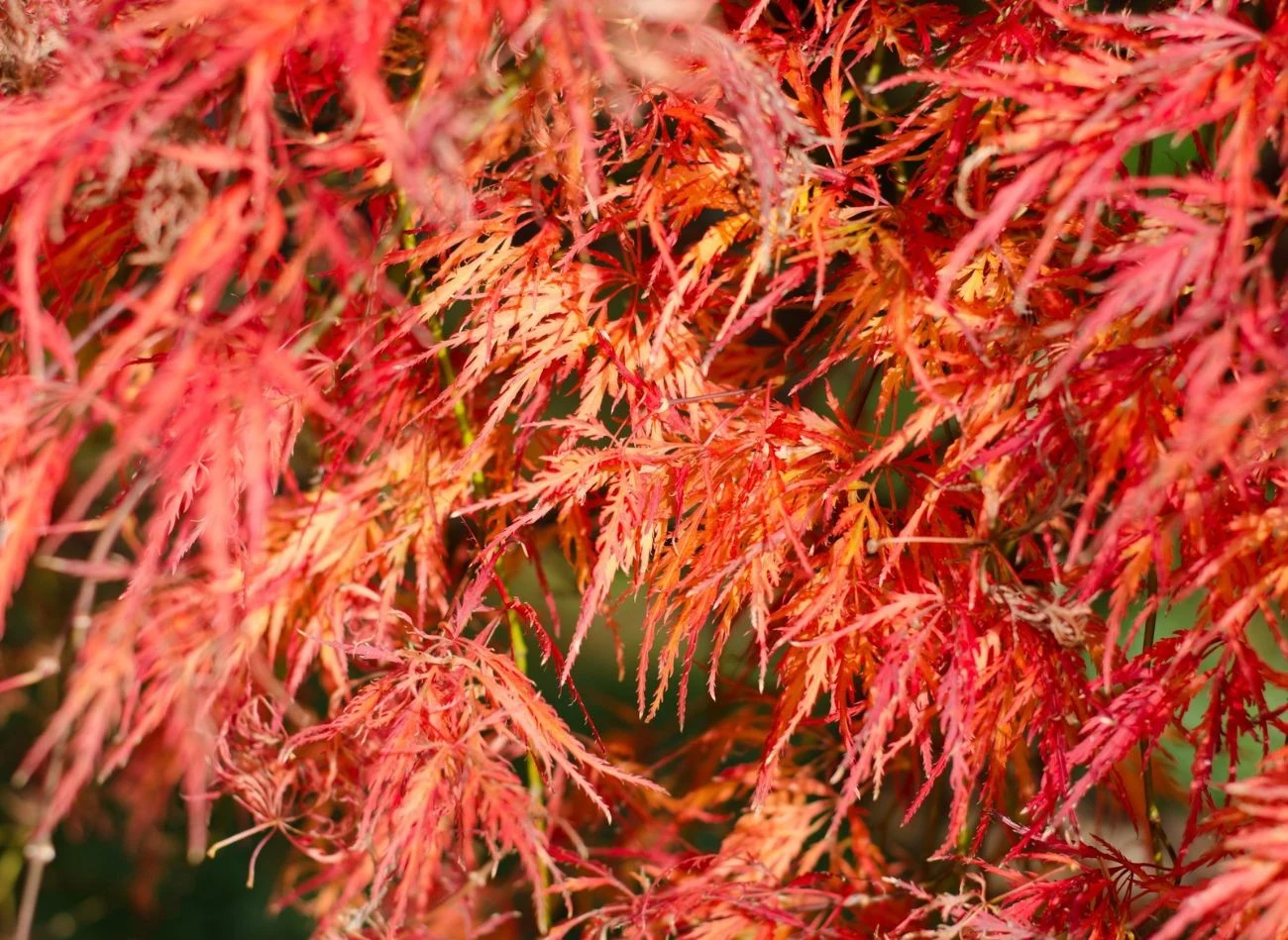 Jest wiele odmian klonu palmowego o różnym kształcie i wybarwieniu liści