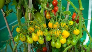 Sprawdź, jak pobudzić pomidory do wzrostu i obfitego owocowania.