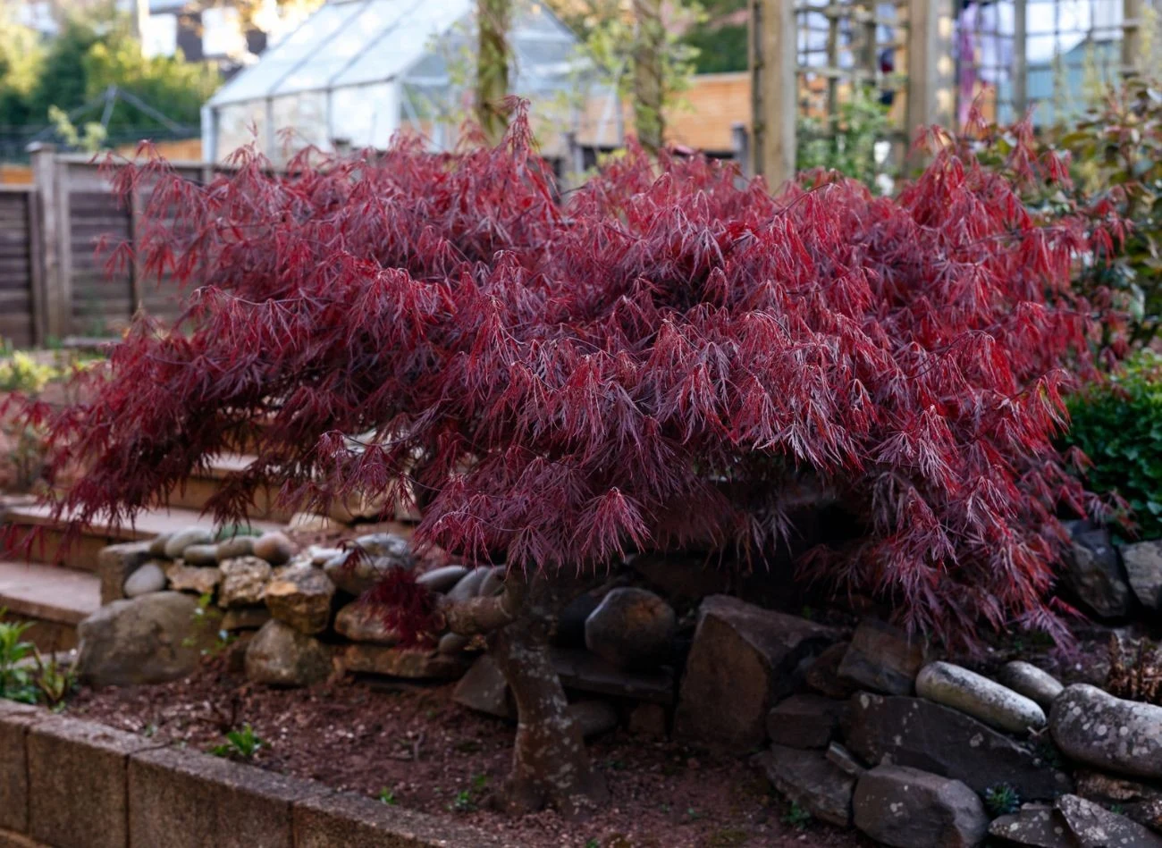 Klon palmowy doskonale sprawdzi się w ogrodach w stylu japońskim