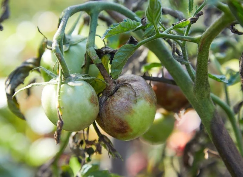 Na porażenie zarazą ziemniaczaną najbardziej narażone są pomidory rosnące w tunelu