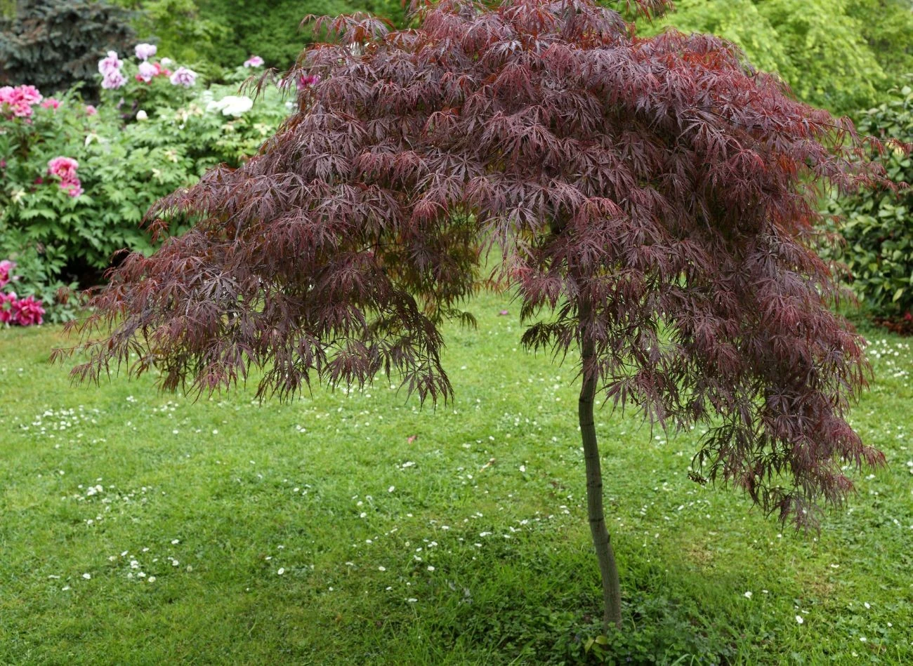 Klon palmowy musi mieć odpowiednią ilość słońca w ciągu dnia