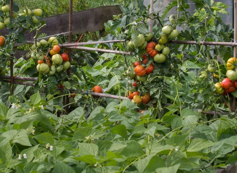 Chorobom ogórków i pomidorów można zapobiegać za pomocą oprysków