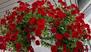 Wypróbuj domową odżywkę do petunii i surfinii, a twój balkon utonie w kolorowych kwiatach.