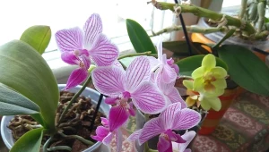 Jako nawóz do roślin często stosowane są fusy z kawy. Jeśli używasz ich do swoich storczyków, uważaj!