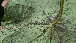 Czarna mszyca atakuje warzywa, kwiaty oraz drzewka i krzewy owocowe. Jak skutecznie z niż walczyć?