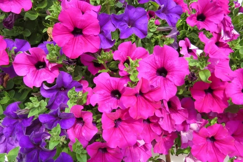 Petunie i surfinie potrzebują dużo składników pokarmowych, aby móc długo i obficie kwitnąć