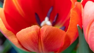 Czy rozpoznasz rośliny na zbliżeniach? Rozwiąż nasz QUIZ i sprawdź.