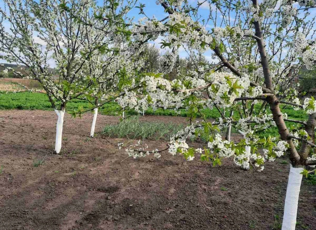 Młode drzewka owocowe warto zasilić nawom już w połowie maja