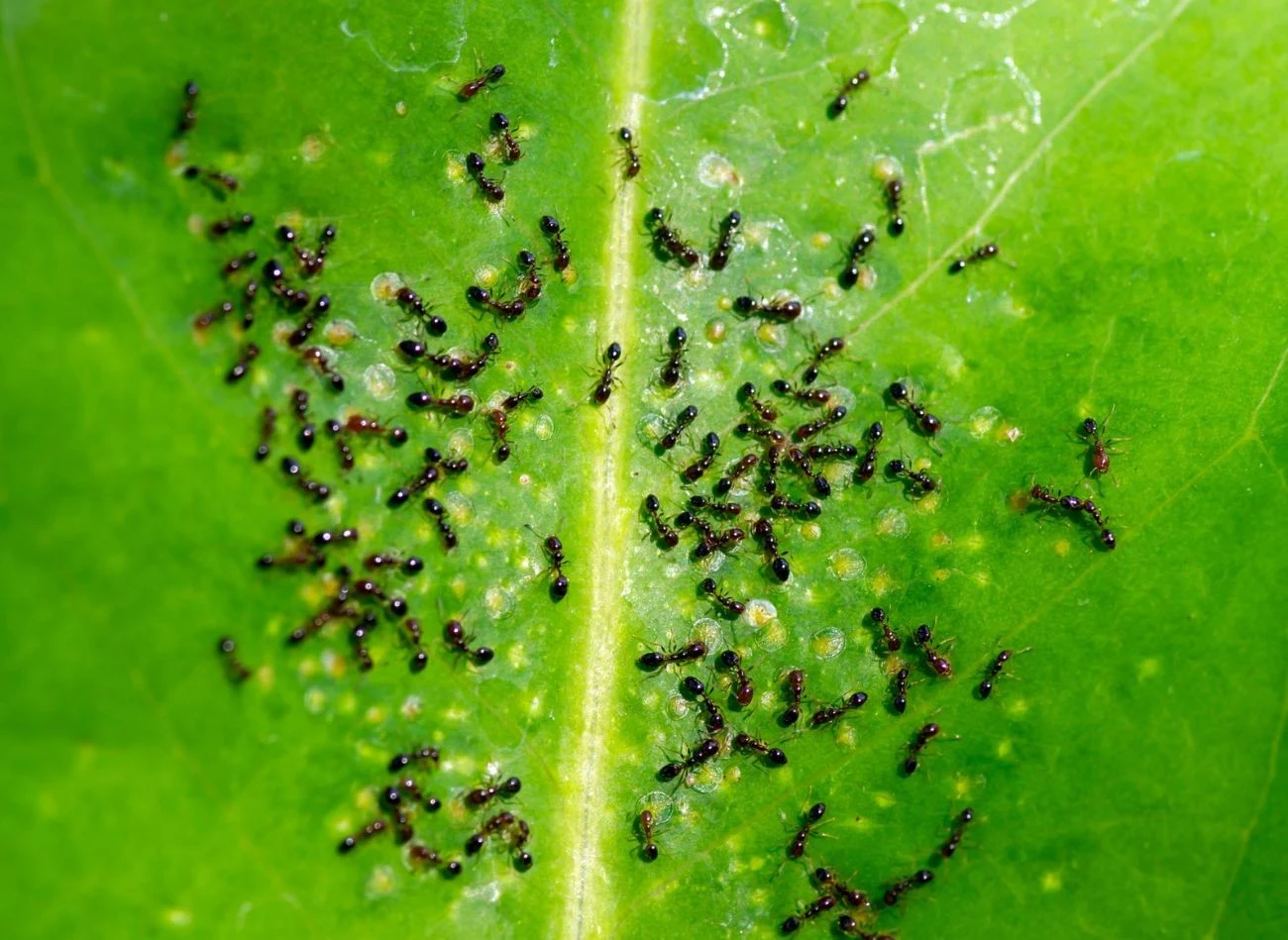 Tam gdzie jest mszyca w ogrodzie, jest i mrówka