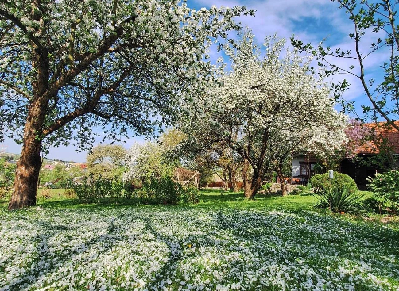 Starsze drzewa owocowe potrzebują mniej azotu, dlatego trzeba uważać na dawki