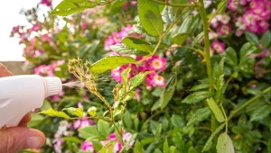 Poznaj najskuteczniejszy oprysk na walkę z mszycami i innymi szkodnikami.  Fot. CatherineL Prod.123RF.pl