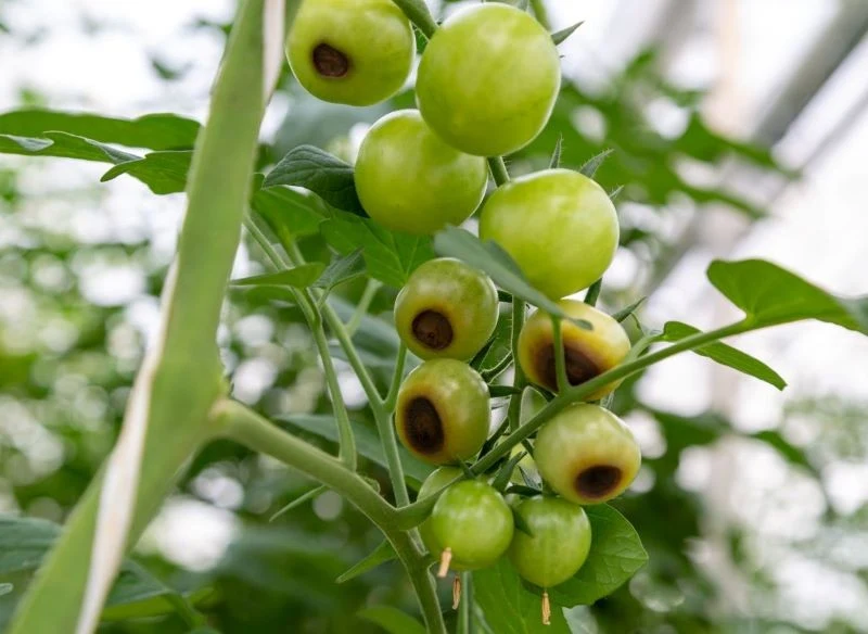 Jednym z objawów suchej zgnilizny wierzchołkowej jest blady kolor owoców