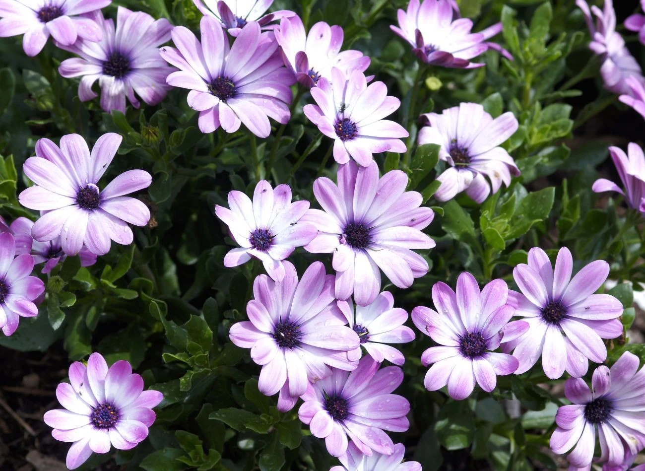 Stokrotka afrykańska ma wiele barwnych odmian, które różnią się nie tylko kształtem płatków, ale również liści