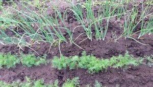 Przerywanie warzyw krok po kroku. Jakie warzywa należy przerywać?