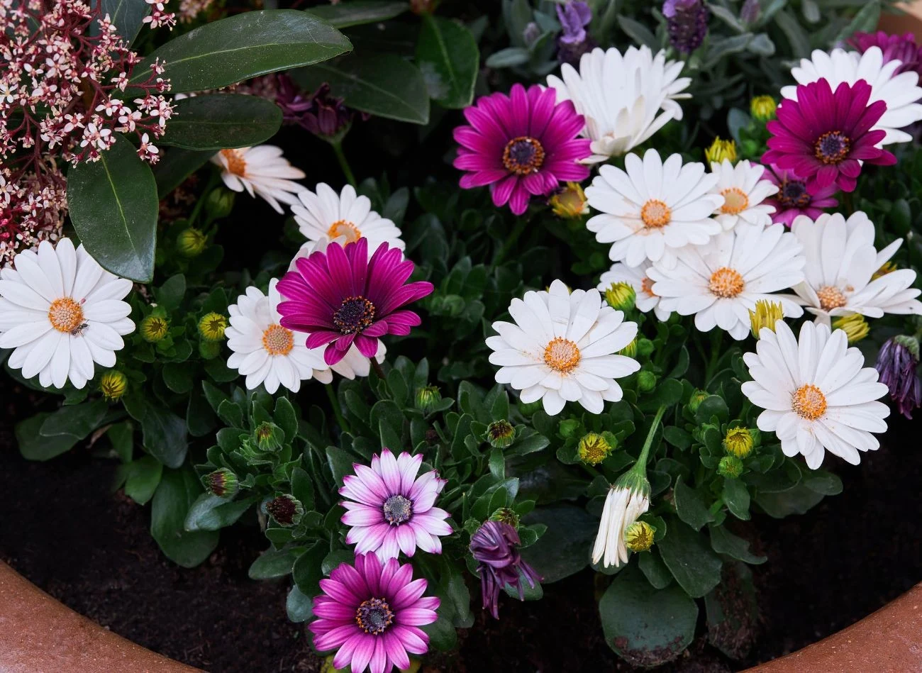 Stokrotka afrykańska to długo kwitnący kwiat, który można sadzić w donicach w towarzystwie innych roślin