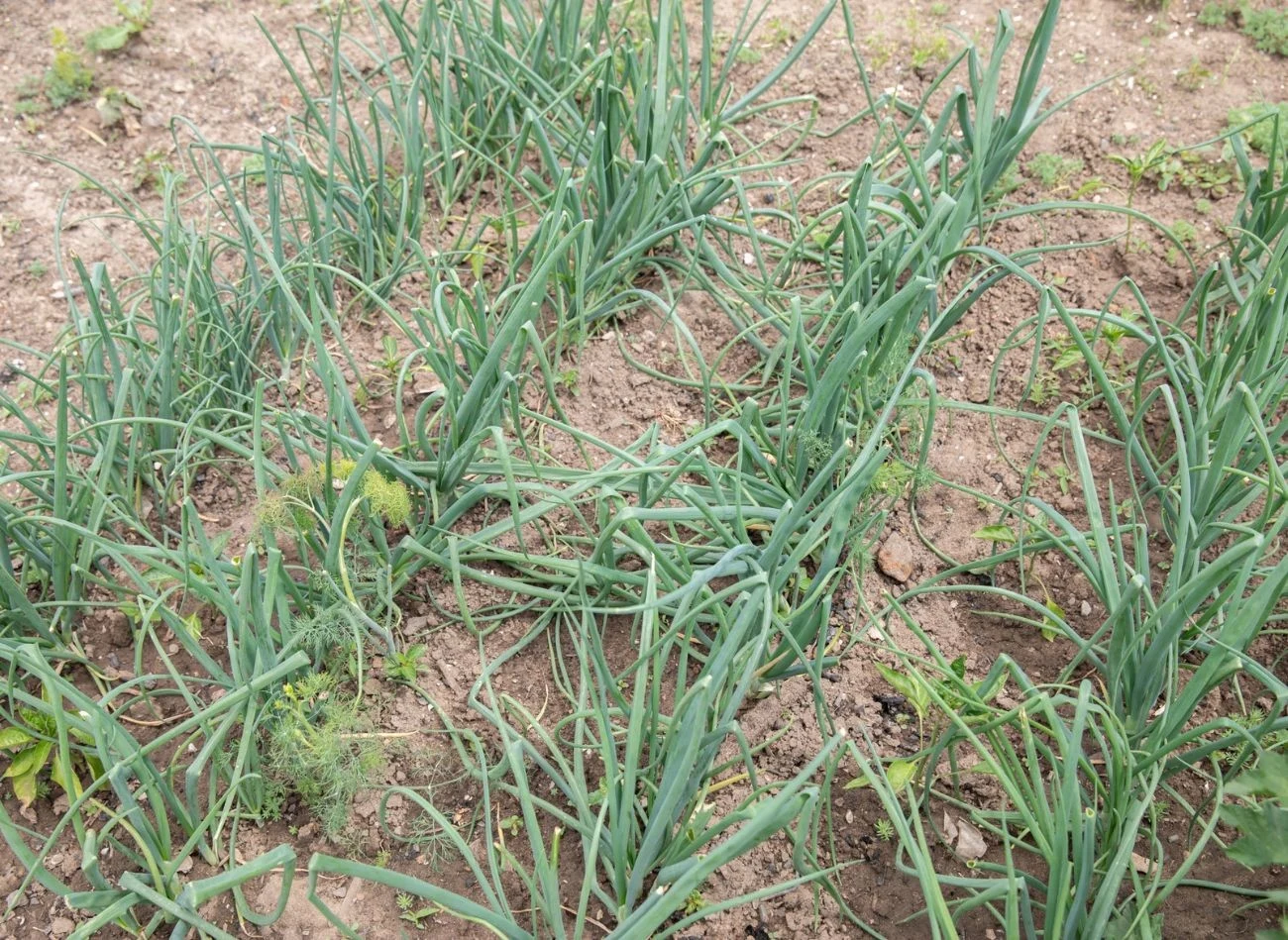 Jeśli chcesz mieć dorodne cebule, koniecznie wykonaj przerywanie