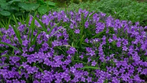 Dzwonek dalmatyński zachwyca ukwieconymi kobiercami.