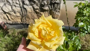 Podlej róże domowym nawozem, a będą zachwycały swoim pięknem przez dłuższy czas./Deccoria.pl