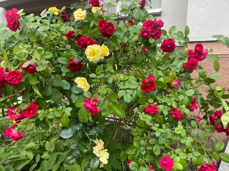 Nawóz na kwitnienie róż bez problemu przygotujesz w warunkach domowych