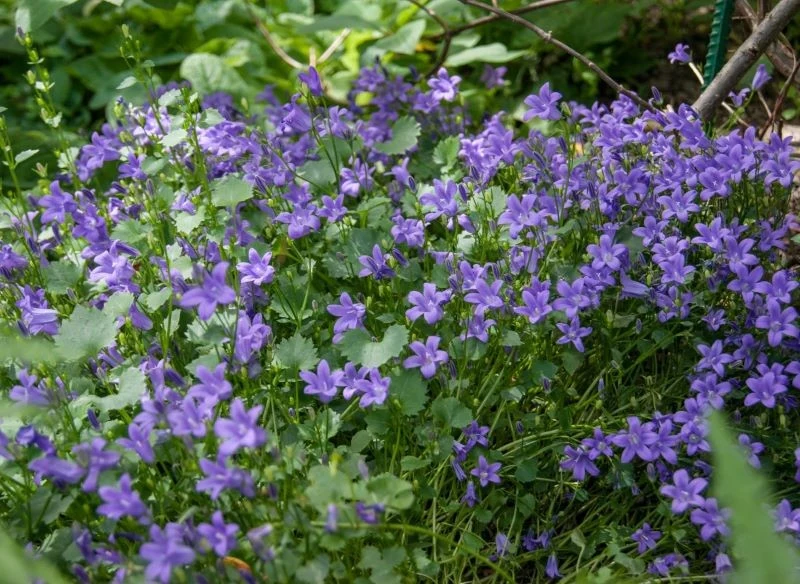 Dzwonek dalmatyński może zdobić ogród przez wiele lat
