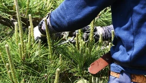 Sprawdź, po co przycinać młode pędy sosny i jak to zrobić, aby drzewko zdrowo rosło.