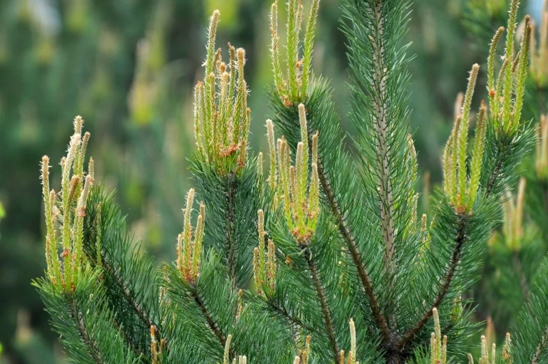 Aby ograniczyć wzrost sosny, należy przyciąć jej młode pędy