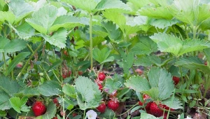 Chwasty stanowią zagrożenie dla uprawy truskawek.