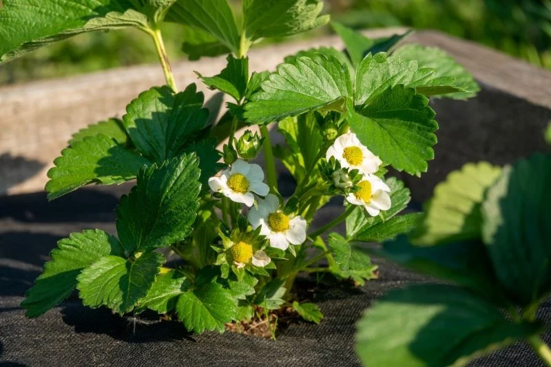 Wykładanie zagonu truskawek agrowłókniną ogranicza wzrost chwastów