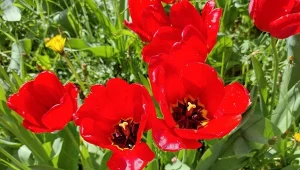 Co zrobić z tulipanami, gdy już przekwitną? Ważnego zabiegu nie możesz pominąć.