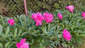 Nawożenie i ściółkowanie piwonii. Dwa ważne zabiegi na kwitnienie