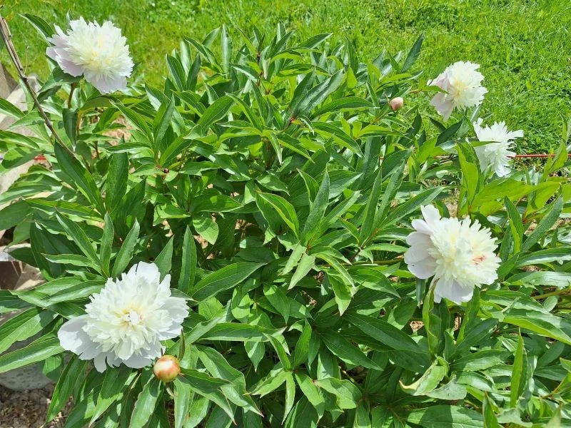 Niektórymi nawozami organicznymi możemy ściółkować piwonie