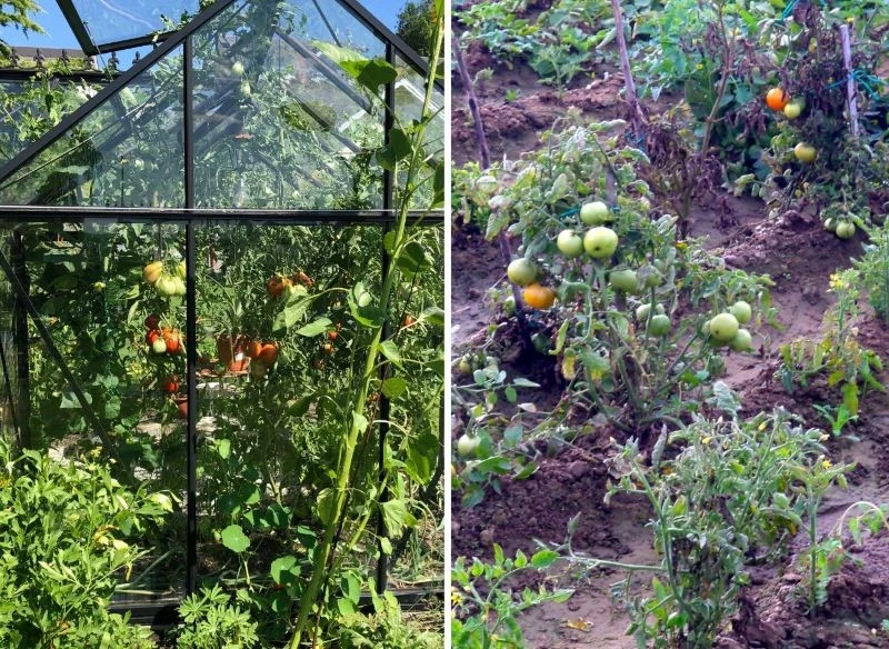 Profilaktyczną ochronę roztworem z jodyny warto stosować zarówno w uprawach gruntowych, jak i w tunelach czy miniszklarniach, gdzie pomidory nie są...