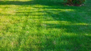 Co zrobić, jeśli po siewie trawy zostały puste placki?