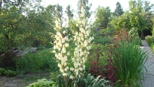 Zastosuj ten domowy nawóz do juki ogrodowej, a wystrzeli okazałymi kwiatostanami.