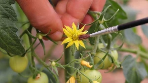 Zapylanie pomidorów zapewnia wyższe plony, ale także wpływa pozytywnie na jakość owoców.