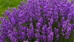 Lawenda holenderska różni się od innych  wysokim pokrojem i uroczym kwiatostanem.