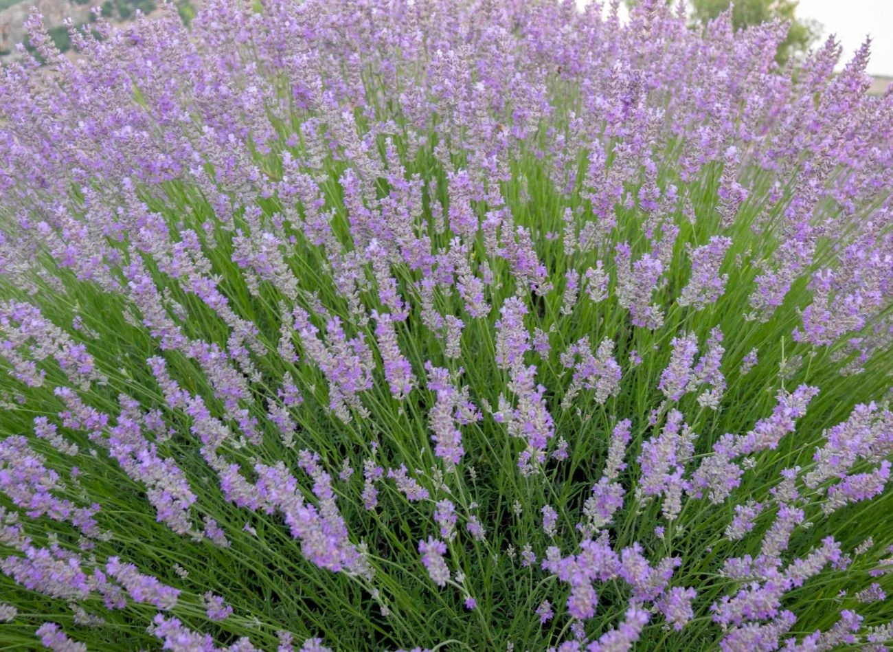 W sprzedaży jest wiele ciekawych odmian lawendy pośredniej