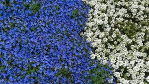 Intensywnie niebieskie kwiaty lithodory są piękną ozdobą ogrodu.