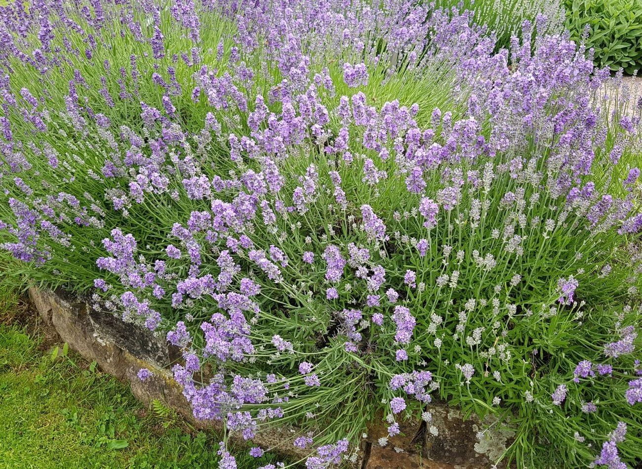 Lawenda holenderska jest łatwa w uprawie i ma minimalne wymagania