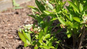 Niestety borówek w tym roku będzie mniej.