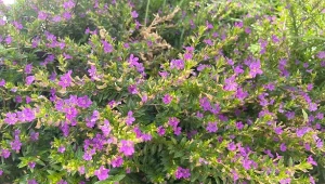 Lubi słońce i jest gęsto obsypana kwiatami aż do jesieni. Kufea hyzopolistna udekoruje balkon, taras i ogród