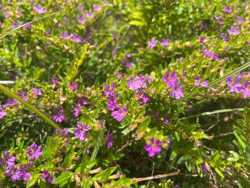 W naszych warunkach klimatycznych kufeę najlepiej uprawiać w doniczce, gdyż nie jest mrozoodporna