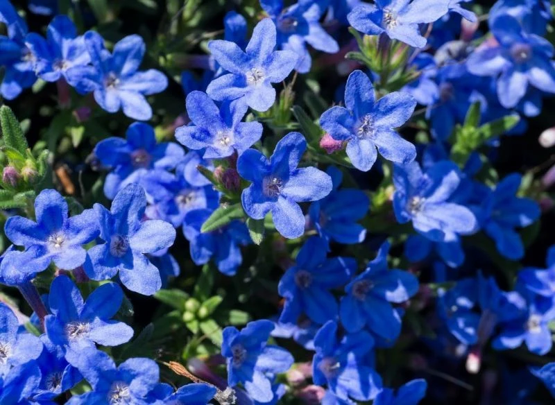 Nawrot rozpierzchły kwitnie najobficiej na słonecznych stanowiskach