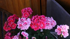 Oto najlepsze domowe nawozy na kwitnienie pelargonii, dzięki którym będą obficie kwitnąć aż do pierwszych przymrozków.