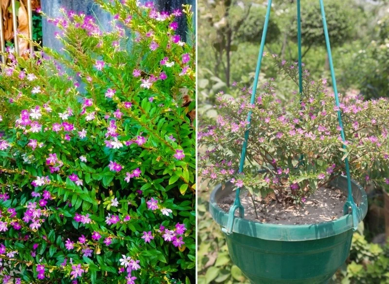 Kufeę hyzopolistną należy przezimować w chłodnym i widnym miejscu